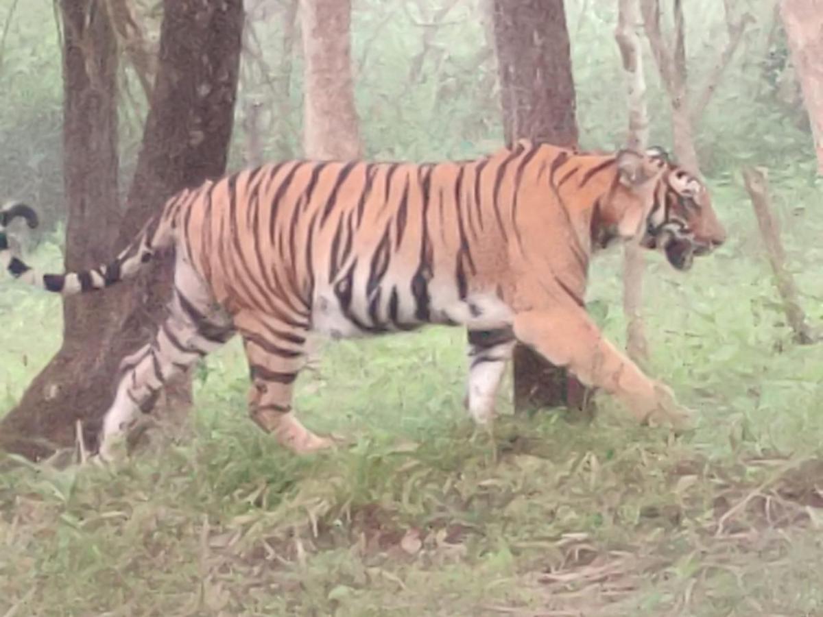Cosmic Connect Trails Kabini Antharasanthe Eksteriør bilde